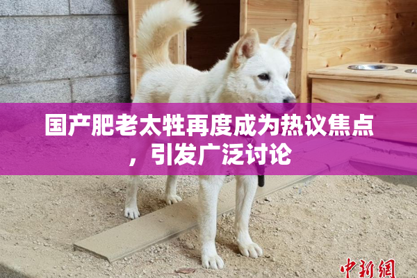 国产肥老太牲再度成为热议焦点，引发广泛讨论