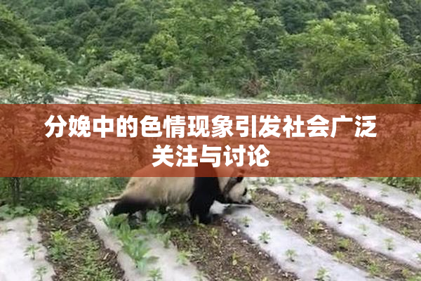 分娩中的色情现象引发社会广泛关注与讨论