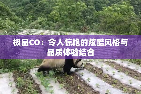 极品CO：令人惊艳的炫酷风格与品质体验结合