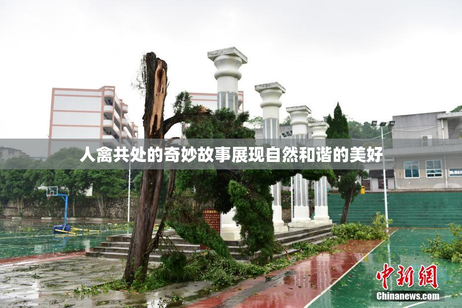人禽共处的奇妙故事展现自然和谐的美好