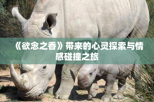 《欲念之香》带来的心灵探索与情感碰撞之旅