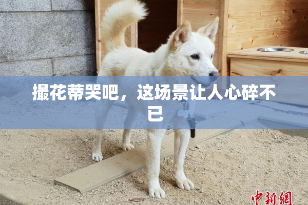 撮花蒂哭吧，这场景让人心碎不已