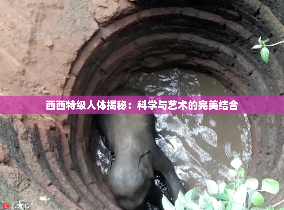 西西特级人体揭秘：科学与艺术的完美结合
