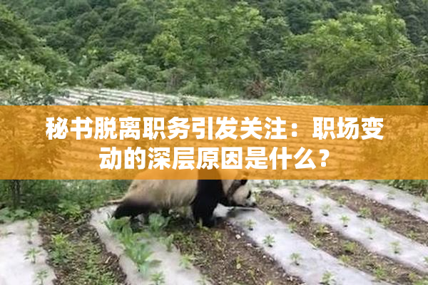 秘书脱离职务引发关注：职场变动的深层原因是什么？