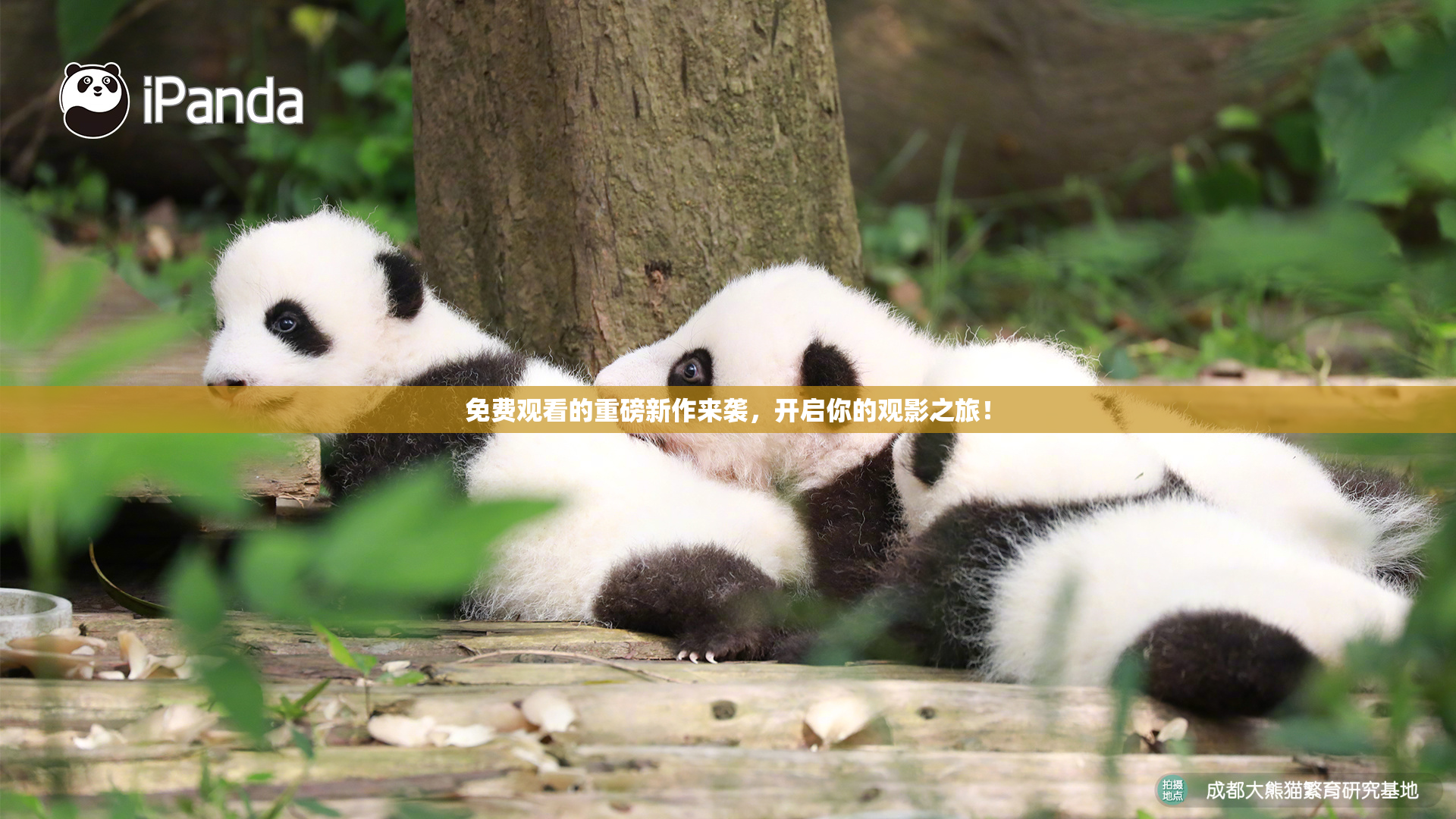 免费观看的重磅新作来袭，开启你的观影之旅！