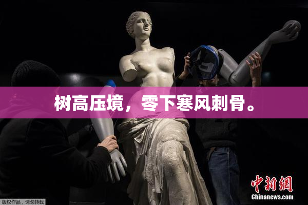 树高压境，零下寒风刺骨。