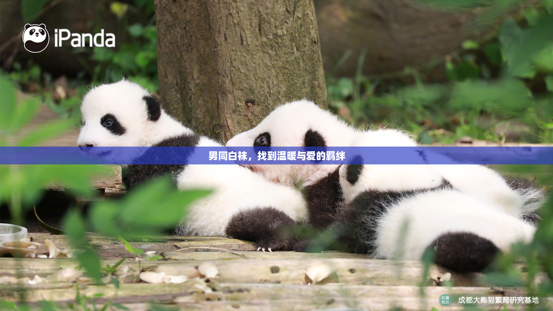 男同白袜，找到温暖与爱的羁绊
