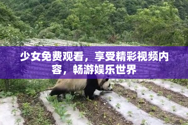 少女免费观看，享受精彩视频内容，畅游娱乐世界