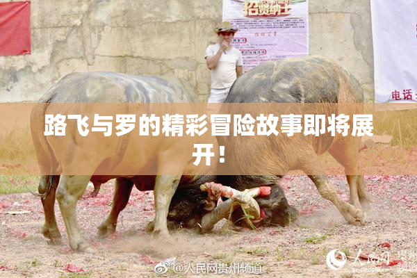 路飞与罗的精彩冒险故事即将展开！
