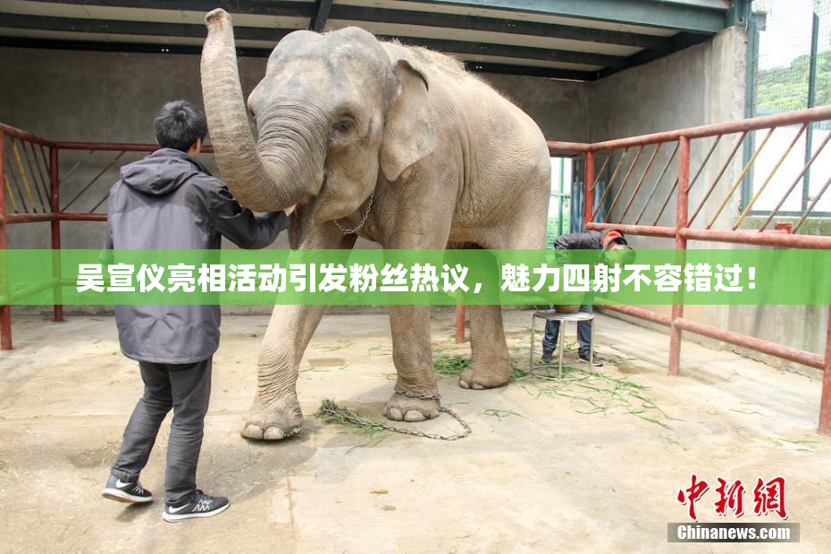 吴宣仪亮相活动引发粉丝热议，魅力四射不容错过！