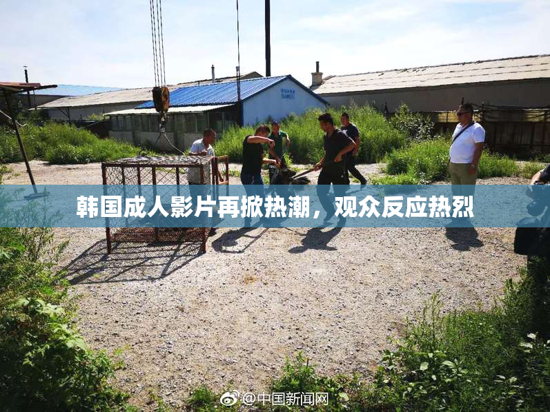 韩国成人影片再掀热潮，观众反应热烈
