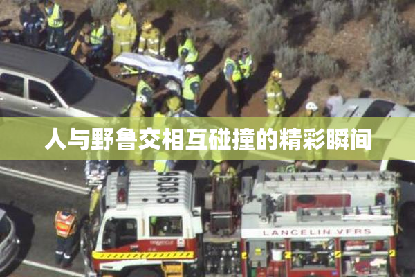 人与野鲁交相互碰撞的精彩瞬间
