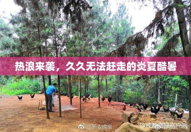 热浪来袭，久久无法赶走的炎夏酷暑