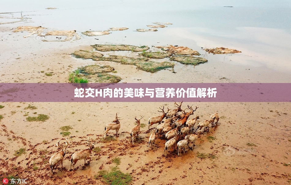 蛇交H肉的美味与营养价值解析