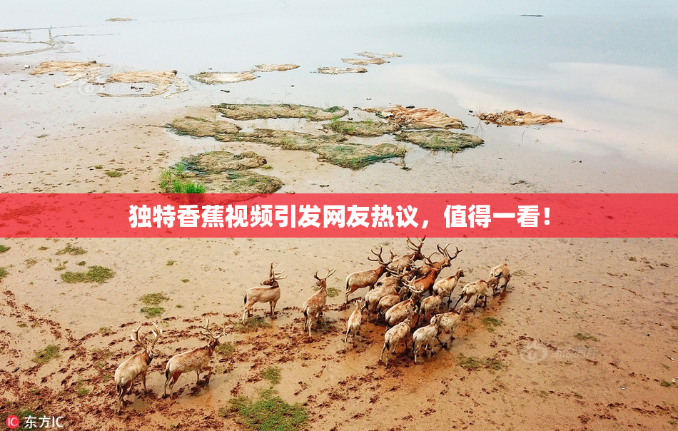 独特香蕉视频引发网友热议，值得一看！