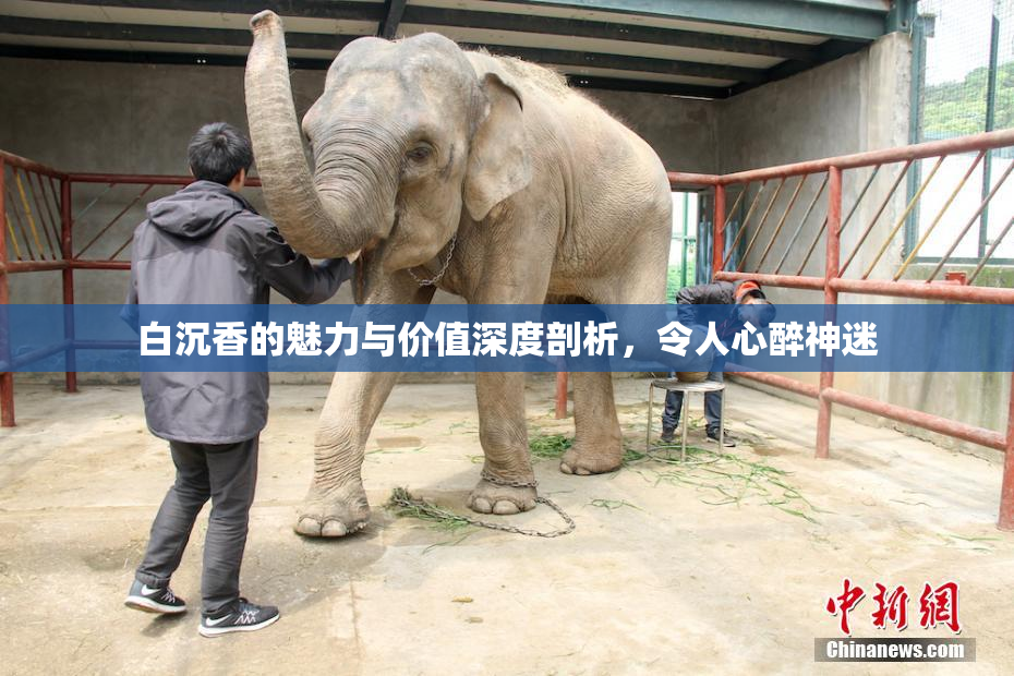 白沉香的魅力与价值深度剖析，令人心醉神迷