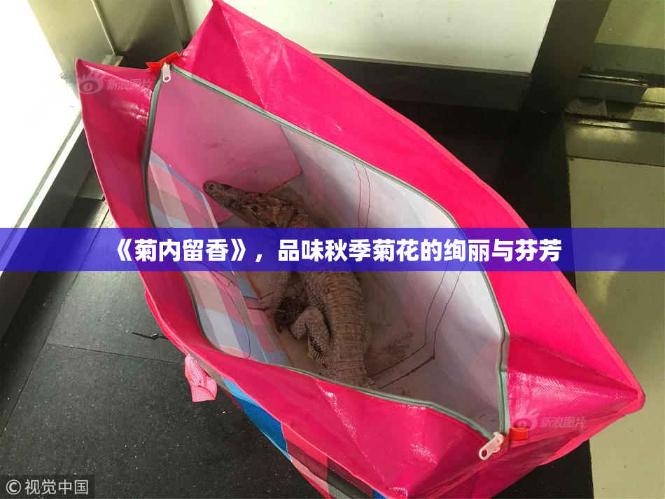 《菊内留香》，品味秋季菊花的绚丽与芬芳