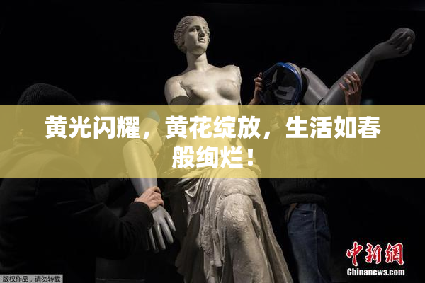 黄光闪耀，黄花绽放，生活如春般绚烂！