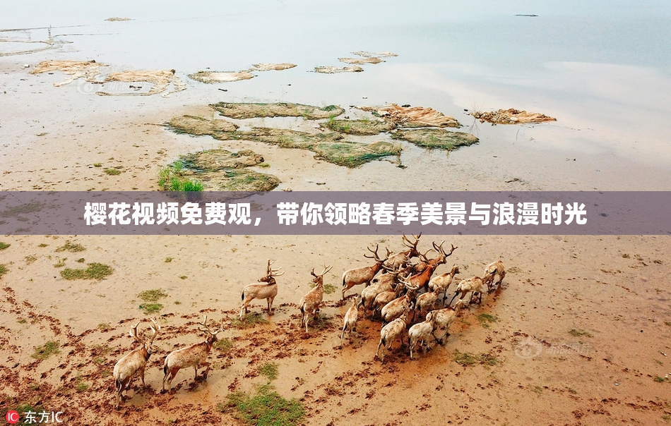 樱花视频免费观，带你领略春季美景与浪漫时光