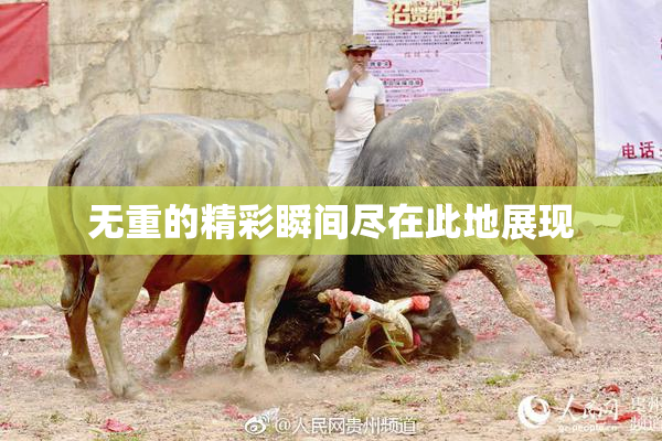 无重的精彩瞬间尽在此地展现