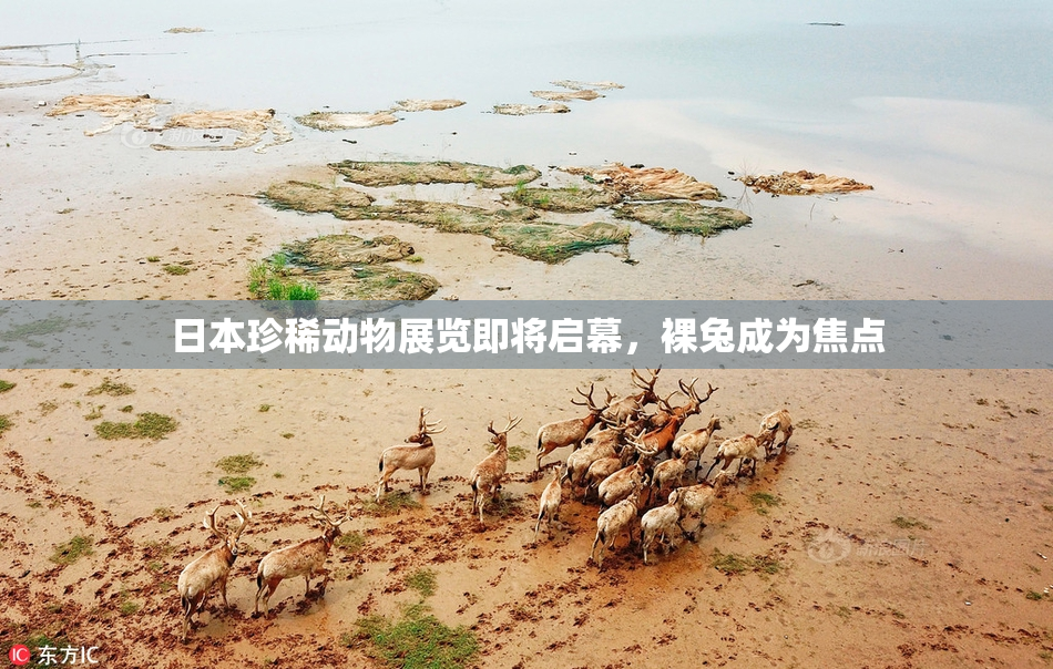日本珍稀动物展览即将启幕，裸兔成为焦点