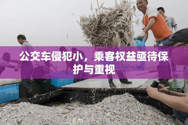 公交车侵犯小，乘客权益亟待保护与重视
