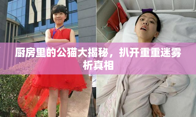 厨房里的公猫大揭秘，扒开重重迷雾析真相