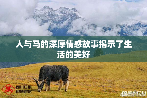 人与马的深厚情感故事揭示了生活的美好