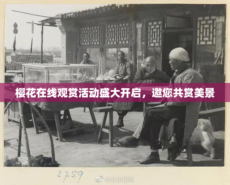 樱花在线观赏活动盛大开启，邀您共赏美景