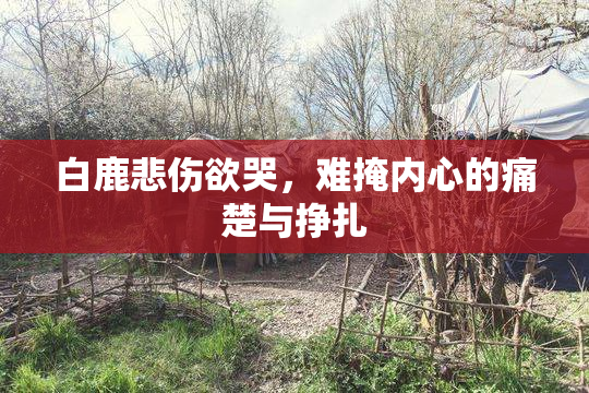 白鹿悲伤欲哭，难掩内心的痛楚与挣扎