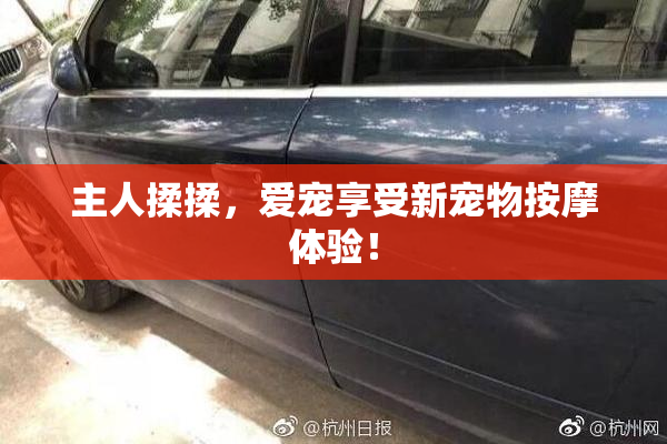 主人揉揉，爱宠享受新宠物按摩体验！