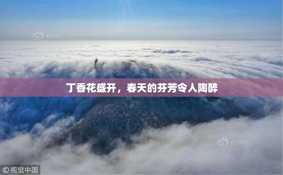 丁香花盛开，春天的芬芳令人陶醉