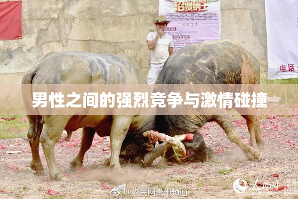 男性之间的强烈竞争与激情碰撞