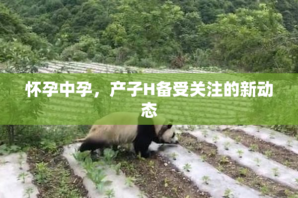 怀孕中孕，产子H备受关注的新动态