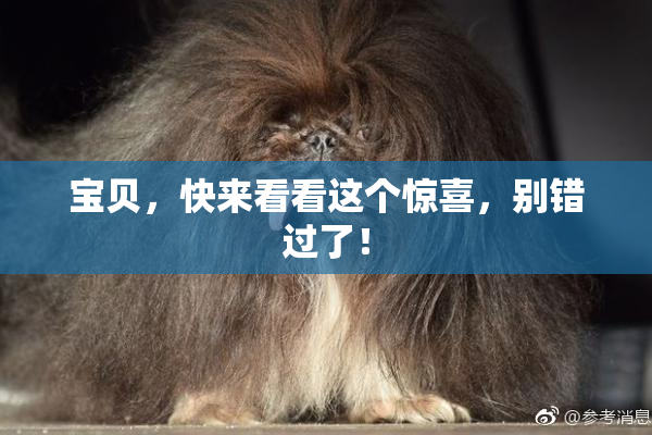 宝贝，快来看看这个惊喜，别错过了！