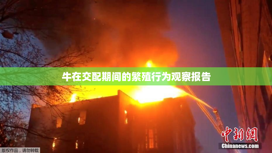 牛在交配期间的繁殖行为观察报告