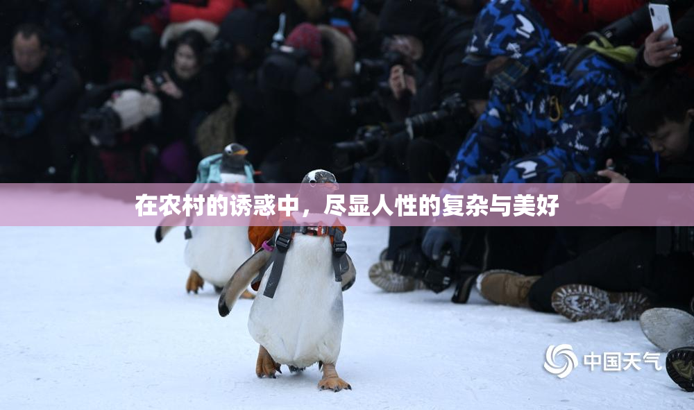 在农村的诱惑中，尽显人性的复杂与美好