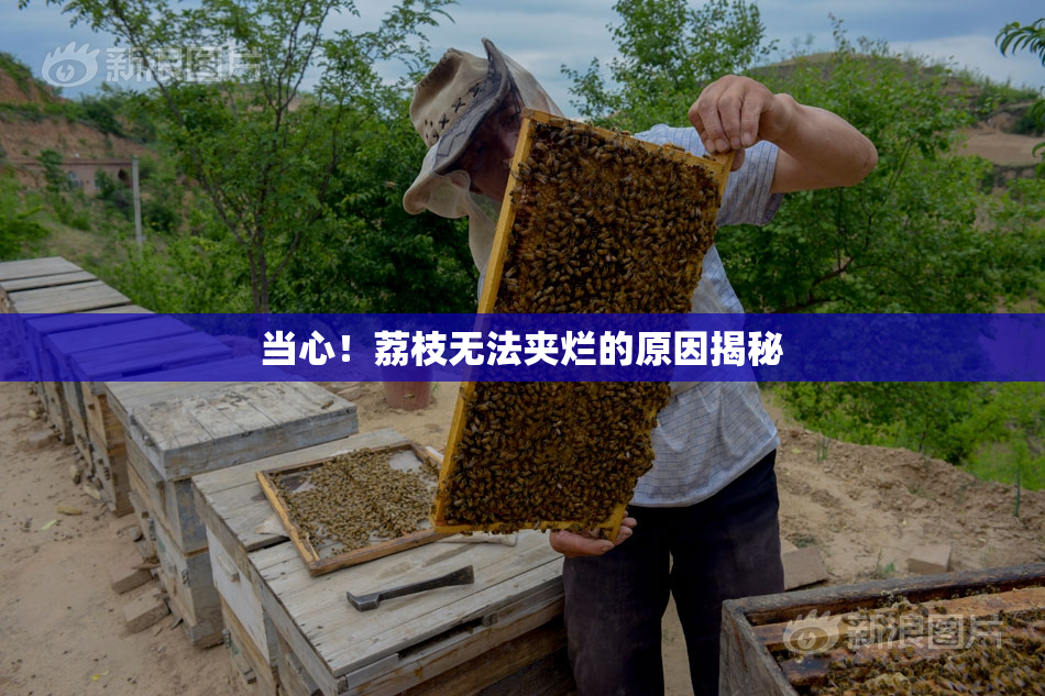 当心！荔枝无法夹烂的原因揭秘