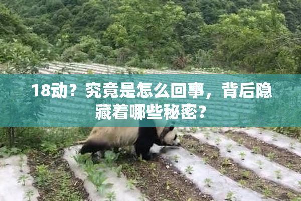 18动？究竟是怎么回事，背后隐藏着哪些秘密？