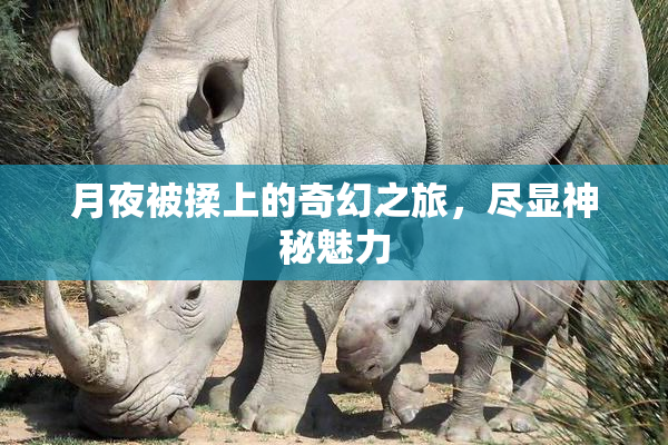 月夜被揉上的奇幻之旅，尽显神秘魅力