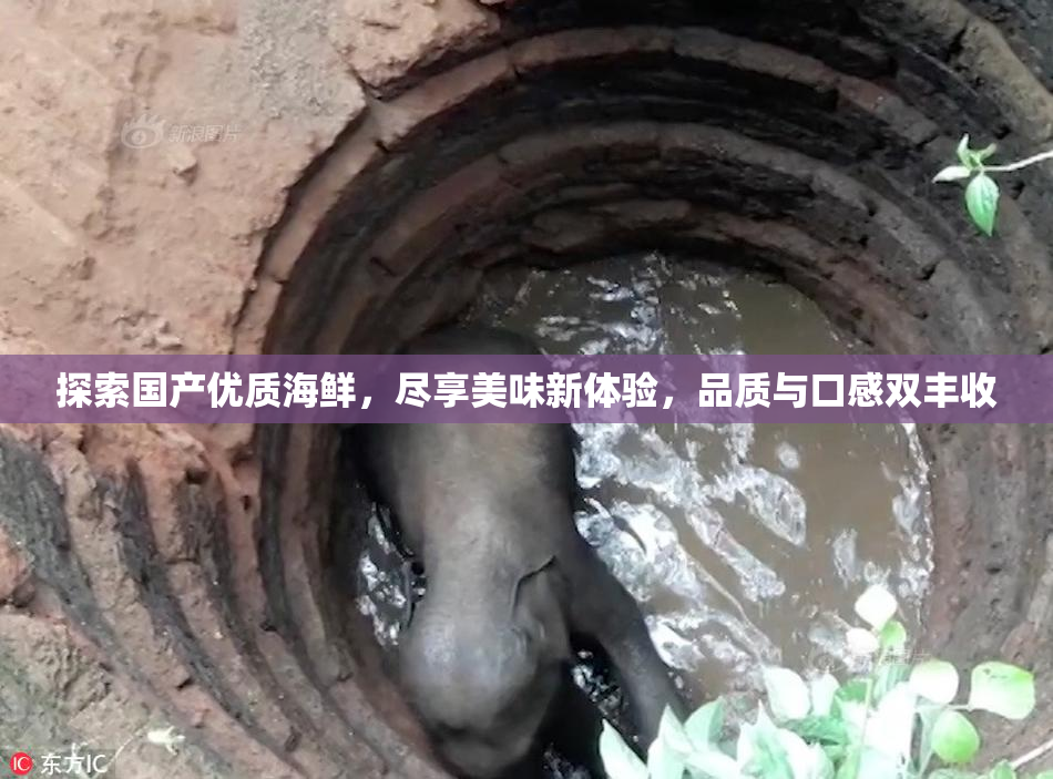 探索国产优质海鲜，尽享美味新体验，品质与口感双丰收