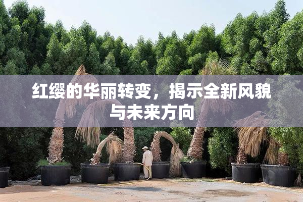 红缨的华丽转变，揭示全新风貌与未来方向