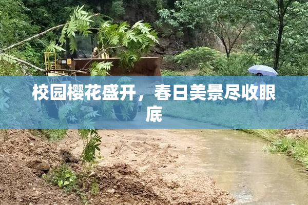 校园樱花盛开，春日美景尽收眼底