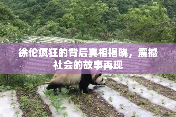 徐伦疯狂的背后真相揭晓，震撼社会的故事再现