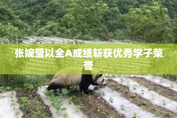 张婉莹以全A成绩斩获优秀学子荣誉