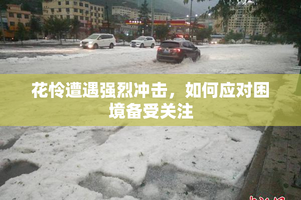 花怜遭遇强烈冲击，如何应对困境备受关注