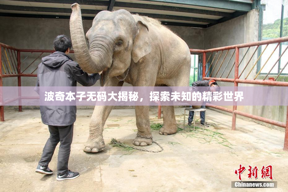 波奇本子无码大揭秘，探索未知的精彩世界