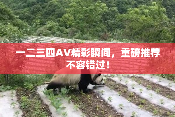 一二三四AV精彩瞬间，重磅推荐不容错过！
