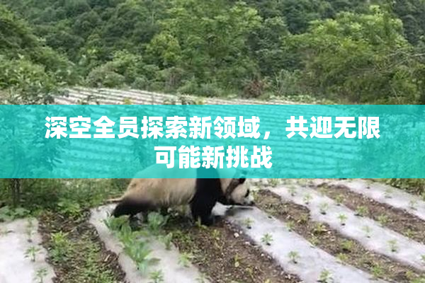 深空全员探索新领域，共迎无限可能新挑战