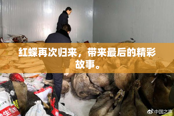 红蝶再次归来，带来最后的精彩故事。